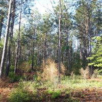 21.5 ac - Timberland for Rural Home Site - PRICE REDUCED images 6