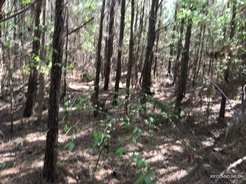 31.1 ac - Pine Timberland nearing 1st Thinning featured image