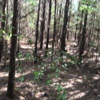 31.1 ac - Pine Timberland nearing 1st Thinning