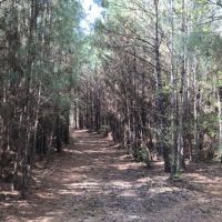 31.1 ac - Pine Timberland nearing 1st Thinning images 2