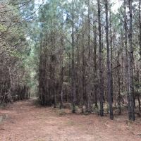 31.1 ac - Pine Timberland nearing 1st Thinning images 3