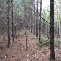 31.1 ac - Pine Timberland nearing 1st Thinning images 4