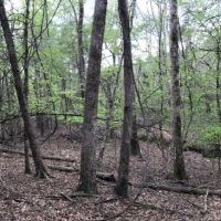 31.1 ac - Pine Timberland nearing 1st Thinning images 5