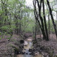 31.1 ac - Pine Timberland nearing 1st Thinning images 6