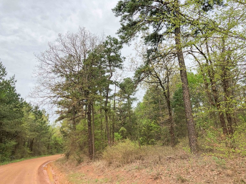213 Acres &nbsp; CR 2864 &nbsp; Tract 1017 featured image