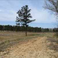 47.5 Acres in Oktibbeha County in Maben  MS images 4