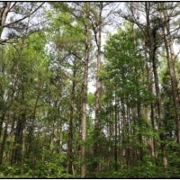 77 Acres in Winston County in McCool  MS images 2