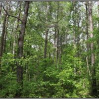 77 Acres in Winston County in McCool  MS images 3