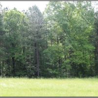 77 Acres in Winston County in McCool  MS images 6