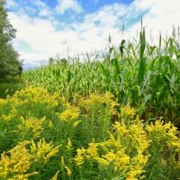 Recreational Escape and Hunting Land For Sale in Adams County  WI images 2