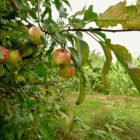 Recreational Escape and Hunting Land For Sale in Adams County  WI images 3
