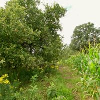 Recreational Escape and Hunting Land For Sale in Adams County  WI images 4