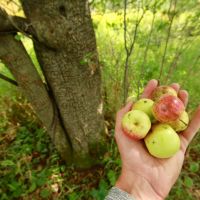 Recreational Escape and Hunting Land For Sale in Adams County  WI images 5
