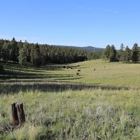 Ute Pass Ranch images 4