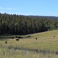 Ute Pass Ranch images 5