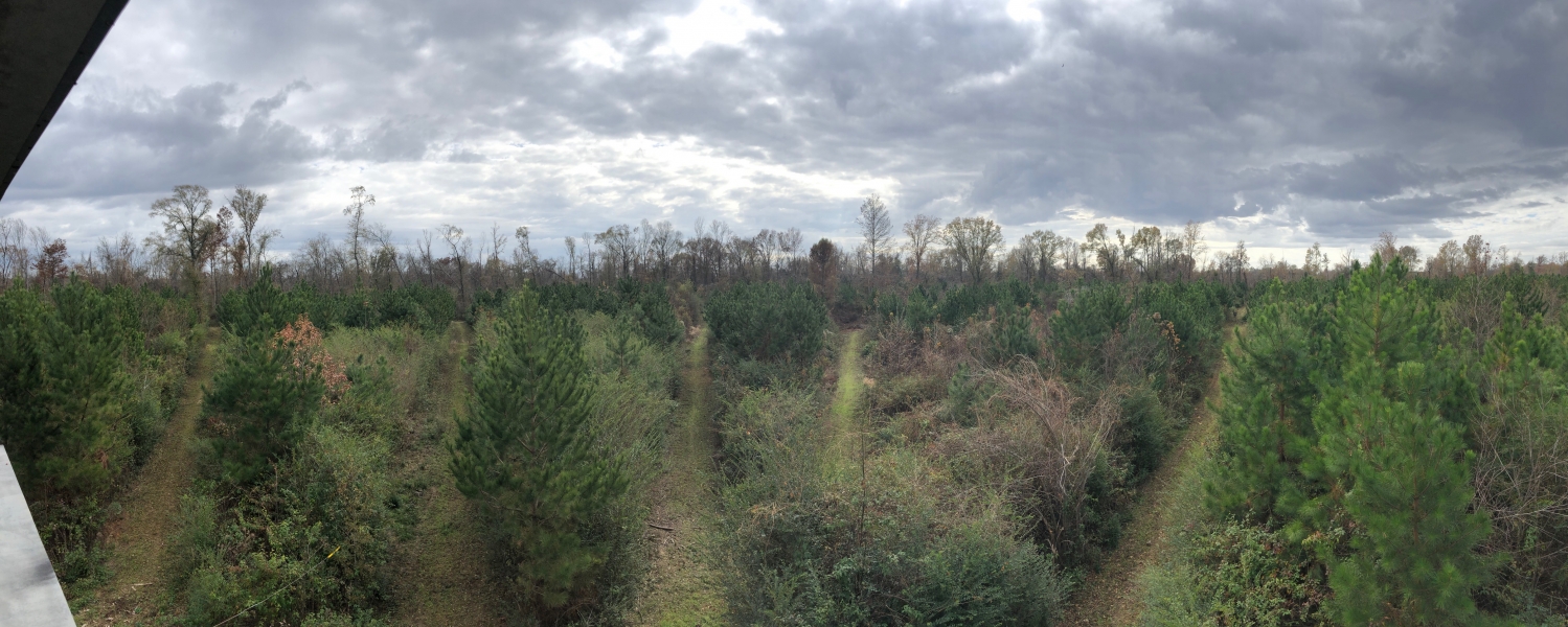 116 Acres in Holmes County in Durant MS Hunting Land for Sale