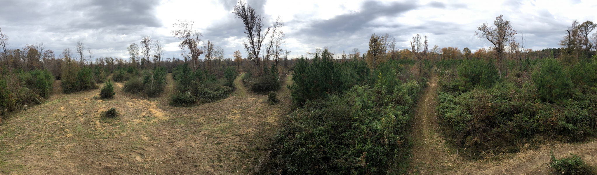 116 Acres in Holmes County in Durant MS Hunting Land for Sale