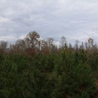 116 Acres in Holmes County in Durant  MS images 4