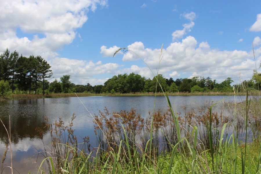 White Ranch featured image