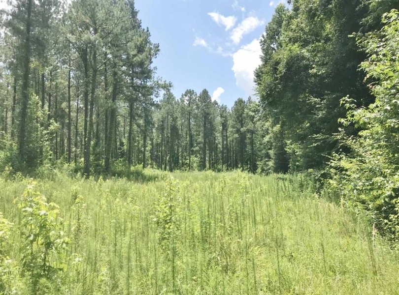 105 Acres South MS Timberland Bordering National Forest featured image