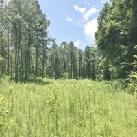 105 Acres South MS Timberland Bordering National Forest