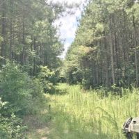 105 Acres South MS Timberland Bordering National Forest images 2