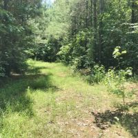 105 Acres South MS Timberland Bordering National Forest images 3