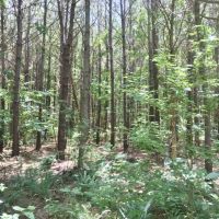 105 Acres South MS Timberland Bordering National Forest images 4