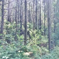 105 Acres South MS Timberland Bordering National Forest images 5