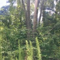 105 Acres South MS Timberland Bordering National Forest images 6