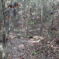 26.9 ac - Timberland for Rural Home Site images 3
