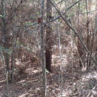26.9 ac - Timberland for Rural Home Site images 5