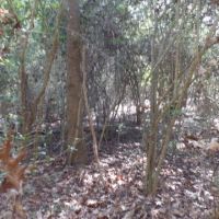 26.9 ac - Timberland for Rural Home Site images 6