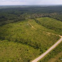 70 ac - Timberland with Home Site Potential