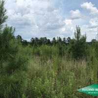 70 ac - Timberland with Home Site Potential images 4