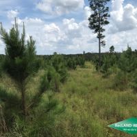 70 ac - Timberland with Home Site Potential images 5