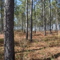 True Farm and Recreational Tract images 3