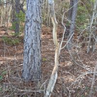 True Farm and Recreational Tract images 5