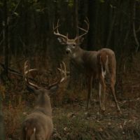 Week-Long Archery and Gun Whitetail Hunts in Southern Illinois