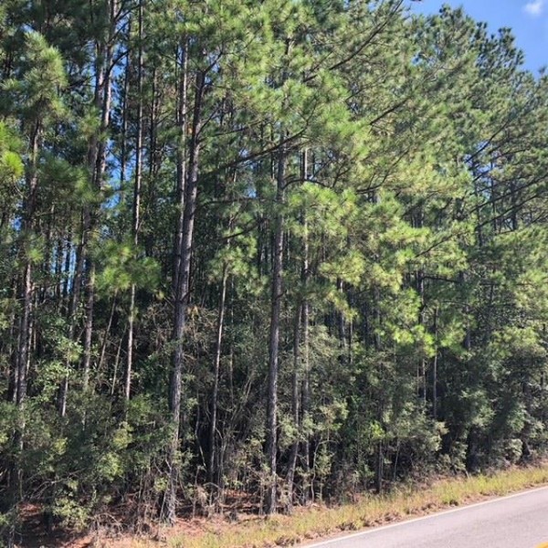 52 Acres Enon Louisiana HWY 60 Hunting Land for Sale