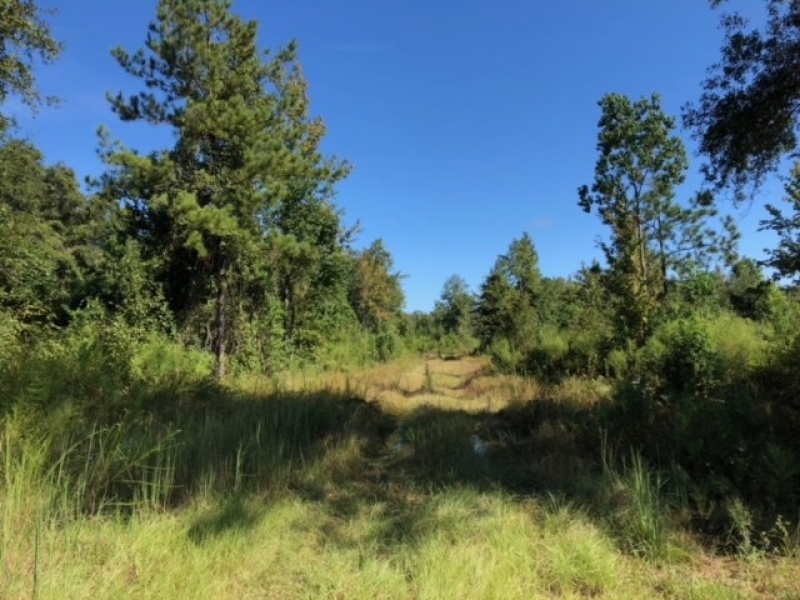 52 Acres Enon Louisiana HWY 60 Hunting Land for Sale