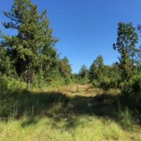 52 Acres  Enon  Louisiana  HWY 60 images 3