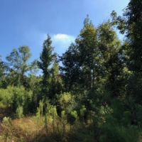 52 Acres  Enon  Louisiana  HWY 60 images 4
