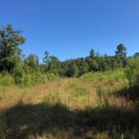 52 Acres  Enon  Louisiana  HWY 60 images 5