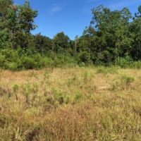 52 Acres  Enon  Louisiana  HWY 60 images 6