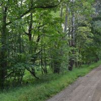 Wooded Recreational Land Columbia County images 4