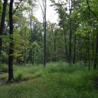 Wooded Recreational Land Columbia County images 5