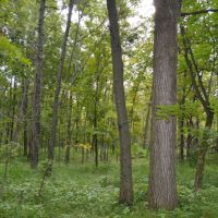 Wooded Recreational Land Columbia County images 6