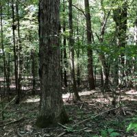 135 Acres in Lincoln County in Brookhaven  MS images 2
