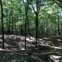 135 Acres in Lincoln County in Brookhaven  MS images 3